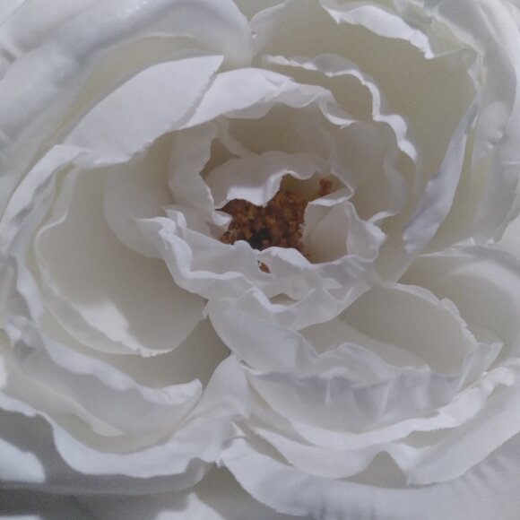 Meet your Posher, Pamela - Picture 1 of 1